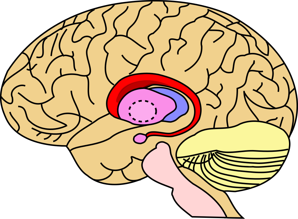 A picture of the brain showing the caudate, an area which helps bilingual speakers.